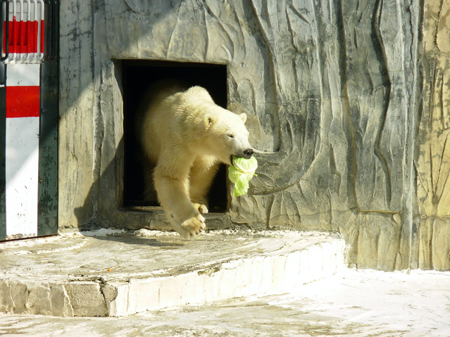 シロクマ41日本平動物園ロッシー2009｜ホッキョクグマと三角コーン
